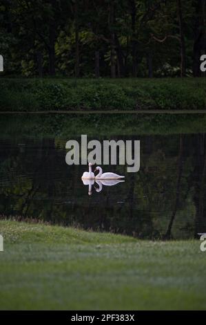 ETATS-UNIS - 12 juin 2019: Une paire de cygnes nagent dans un étang de ferme près du village de Philomont. (Photo de Douglas Graham/WLP) Banque D'Images