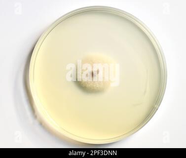 Culture de moisissures dans une boîte de Petri sur un PDA, une plaque nutritive de gélose, des colonies de Fusarium. Banque D'Images