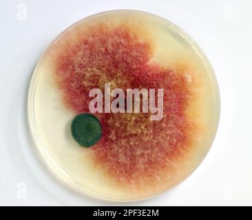 Une boîte de Petri avec des cultures de micro-organismes, de champignons et de microbes en pleine croissance. Boîte de Pétri (boîte Petrie) appelée boîte de Pétri ou boîte de culture cellulaire. Banque D'Images