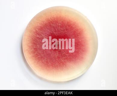 Culture de moisissures dans une boîte de Petri sur un PDA, une plaque nutritive de gélose, des colonies de Fusarium. Banque D'Images