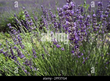 Vue sur un jardin de lavande. Arrière-plan lilas. Banque D'Images