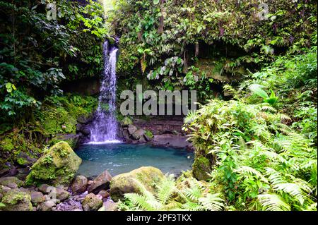 Nageur profitant de la piscine d'émeraude dans la forêt tropicale luxuriante, la cascade est un magnifique bijou de la Dominique dans les Caraïbes Banque D'Images