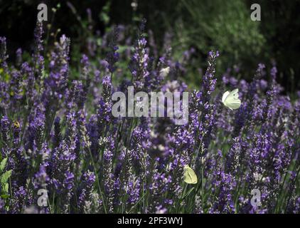 Champ de lavande. Sensibilité des champs de lavande au printemps. Axé sur les fleurs. Banque D'Images