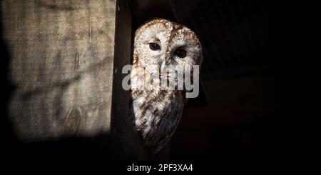 petite maison en bois de repos de la chouette de tawny (strix aluco) Banque D'Images