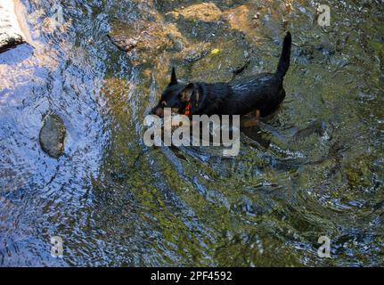 UNITED STATES - 4 juin 2019 - un petit chien prend un bain dans le long du ruisseau de la Direction générale de chien Quaker Lane près du village de l'unisson. (Photo par Douglas Graham/WLP Banque D'Images