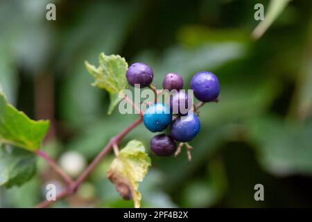 Vitesse rampante Ampelopsis heterophylla . Appelé Porcelain Berry, Amur peppervine et Wild raisin aussi. Un autre nom scientifique est Ampelopsis grandulosa var.. b Banque D'Images