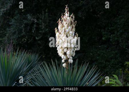 Yucca filamentosa, fleur de palmier avec beaucoup de fleurs blanches, novembre Banque D'Images