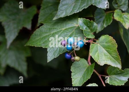 Vitesse rampante Ampelopsis heterophylla . Appelé Porcelain Berry, Amur peppervine et Wild raisin aussi. Un autre nom scientifique est Ampelopsis grandulosa var.. b Banque D'Images