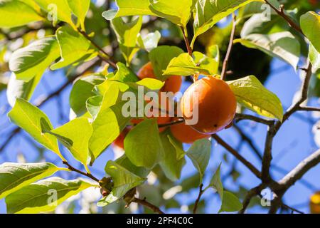 Arbre de persimmon fruit frais qui est mûri accroché sur les branches dans le jardin de plantes. Fruits juteux et fruits mûrs avec des arbres de persimmon joli juteux croquant Banque D'Images