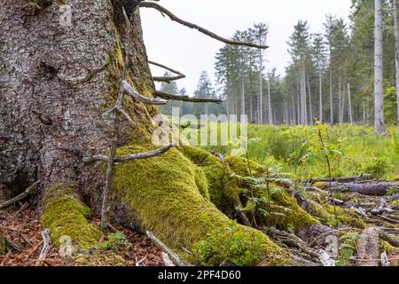 Vestiges des ruines d'Adolf Hitlers Tannenberg Fuehrer quartier général sur Kniebis, le site a été détruit après la guerre, Forêt Noire, Baiersbronn Banque D'Images