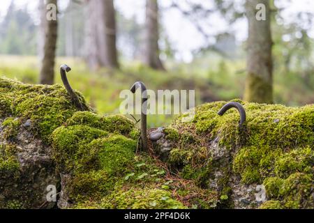 Vestiges des ruines d'Adolf Hitlers Tannenberg Fuehrer quartier général sur Kniebis, le site a été détruit après la guerre, Forêt Noire, Baiersbronn Banque D'Images