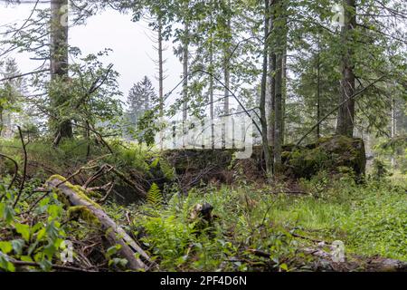 Vestiges des ruines d'Adolf Hitlers Tannenberg Fuehrer quartier général sur Kniebis, le site a été détruit après la guerre, Forêt Noire, Baiersbronn Banque D'Images