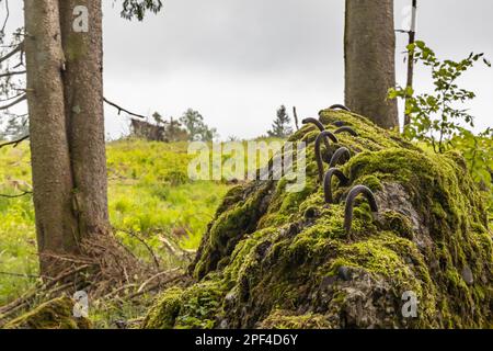 Vestiges des ruines d'Adolf Hitlers Tannenberg Fuehrer quartier général sur Kniebis, le site a été détruit après la guerre, Forêt Noire, Baiersbronn Banque D'Images