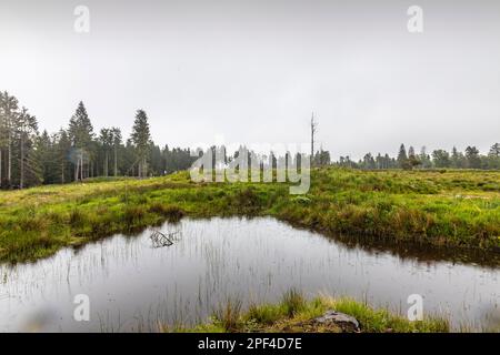 Vestiges des ruines d'Adolf Hitlers Tannenberg Fuehrer quartier général sur Kniebis, le site a été détruit après la guerre, Forêt Noire, Baiersbronn Banque D'Images