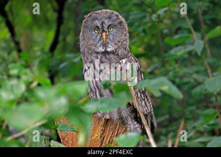 Grand hibou gris (Strix nebulosa), adulte, perche, vigilant, captif, Allemagne Banque D'Images