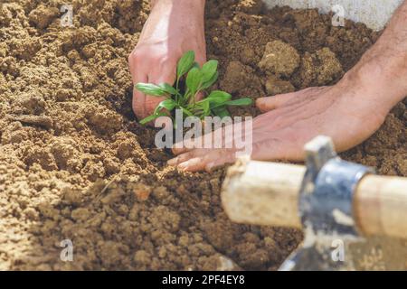 Gros plan d'un fermier les mains plantant une petite plante d'épinards dans un potager biologique avec une houe Banque D'Images