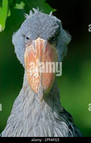 Shoebill (Balaeniceps rex), adulte, portrait, captif Banque D'Images