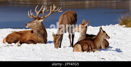 Cerf rouge (Cervus elaphus) cerf rouge en hiver, troupeau, cerf reposant dans la neige avec des nains et veau sur une banque d'eau, Schleswig-Holstein, Allemagne Banque D'Images