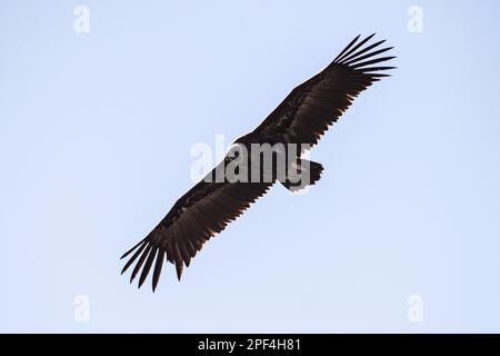 Un vautour cinéreux (Aegypius monachus) aussi connu sous le nom de vautour noir est vu voler près de Manzanares El Real. Banque D'Images