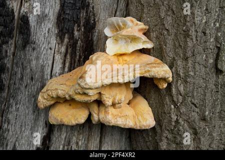 Le poulet des bois (Laetiporus sulfureus) pousse principalement sur les chênes Banque D'Images