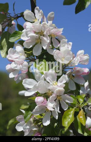 Pommier (Malus domestica) 'Red Falstaff', gros plan des fleurs dans le verger biologique, Powys, pays de Galles, Royaume-Uni Banque D'Images