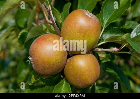 Pomme cultivée (Malus domestica) 'Egremont Russet', gros plan des fruits, croissant dans le verger, Norfolk, Angleterre, Royaume-Uni Banque D'Images