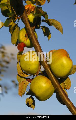 Pomme cultivée (Malus domestica) variété culinaire « Lord Derby », gros plan de fruits, dans le verger biologique, Powys, pays de Galles, Royaume-Uni Banque D'Images