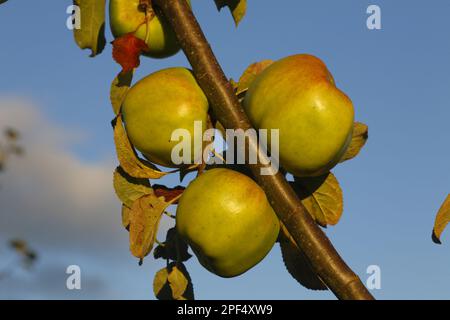 Pomme cultivée (Malus domestica) variété culinaire « Lord Derby », gros plan de fruits, dans le verger biologique, Powys, pays de Galles, Royaume-Uni Banque D'Images