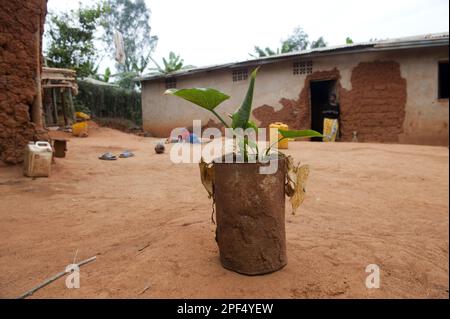 Banane (Musa sp.) Plantule, croissance en CAN, jardin d'accueil, Rwanda Banque D'Images