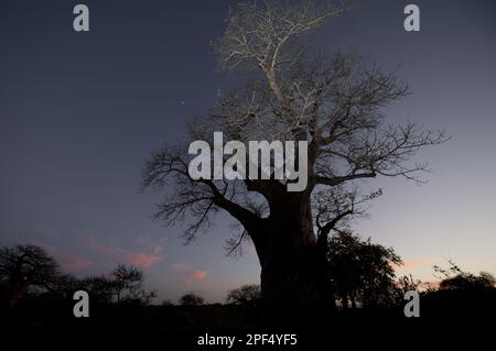 Le baobab (Adansonia digitata) habit, au crépuscule, Kruger N. P. Transvaal, Afrique du Sud Banque D'Images