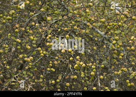 Pomme de crabe, pomme de crabe européenne (Malus sylvestris), Rosaceae, pomme de crabe sauvage mesure de fruit sur arbre, New Forest, Hampshire, Angleterre, Royaume-Uni Banque D'Images