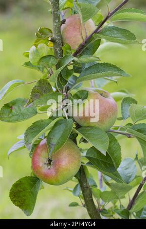 Pommier cultivé (Malus domestica) 'court Pendu plat' ou 'Sage Apple', gros plan de fruits, sur un arbre dans un verger biologique, Powys, pays de Galles, United Banque D'Images