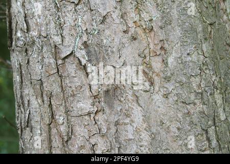 Pomme de crabe, pomme de crabe européenne (Malus sylvestris), Rosaceae, gros plan d'écorce d'écrevisse sauvage, à hedgerow, Redgrave et Lopham Fen, vallée de Waveney Banque D'Images