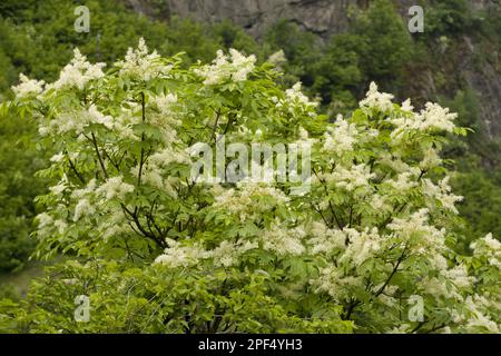 Frêne de manne (Fraxinus ornus), frêne à fleurs, frêne ornemental, famille des olives, Frêne de Manna, Bulgarie Banque D'Images