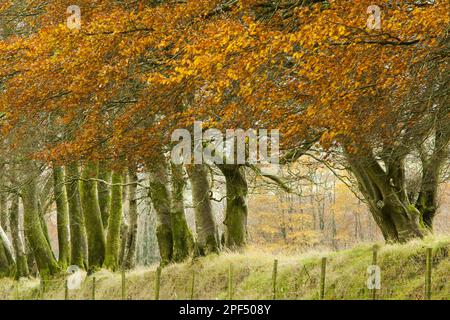 Hêtre commun (Fagus sylvatica), arbres matures avec des feuilles de couleur automnale, rang croissant sur un vieux mur de pierre formant une limite de champ, Exmoor N. P. Banque D'Images