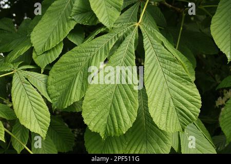 Gros plan des feuilles de la noix de cheval (Aesculus hippocastanum), croissant à hedgerow, Mendlesham, Suffolk, Angleterre, Royaume-Uni Banque D'Images