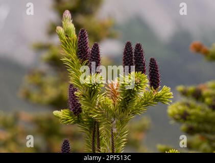 La lasiocarpa (Abies lasiocarpa var. Bifolia), gros plan de jeunes cônes femelles, Banff N. P. Rocky Mountains, Alberta, Canada Banque D'Images