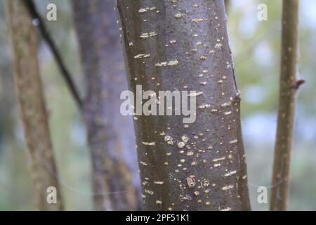 Gros plan de l'écorce de Hazel commun (Corylus avellana), Grove Farm Reserve, Thurston, Suffolk, Angleterre, Royaume-Uni Banque D'Images