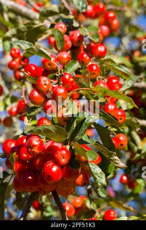 Pomme ornementale cultivée (Malus sp.) Fruit, sur arbre au soleil, Dorset, Angleterre, Royaume-Uni Banque D'Images