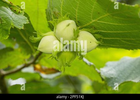 Noisette commune (Corylus avellana), gros plan des noix à maturation, Devon, Angleterre, Royaume-Uni Banque D'Images