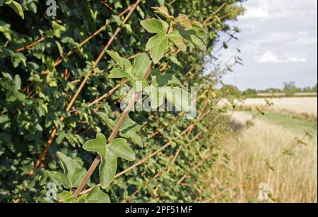 Érable à champ (Acer campestre) gros plan des feuilles poussant dans la haie, Bacton, Suffolk, Angleterre, Royaume-Uni Banque D'Images