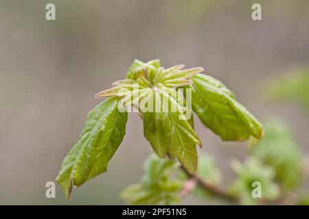 Érable à champ (Acer campestre) gros plan des feuilles d'ouverture, Dorset, Angleterre, Royaume-Uni Banque D'Images