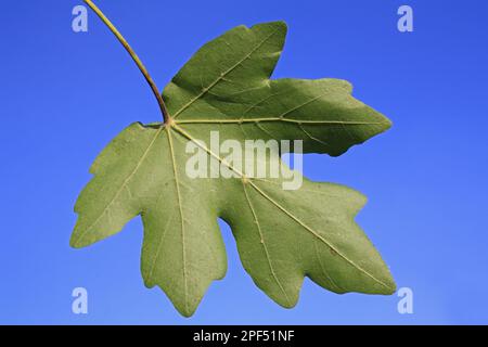 Érable à champ (Acer campestre) gros plan du dessous de la feuille, Mendlesham, Suffolk, Angleterre, Royaume-Uni Banque D'Images