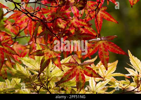 Érable japonais lisse (Acer palmatum) 'Ginko San', gros plan des feuilles changeant de couleur en automne, croissant dans le jardin, Herefordshire Banque D'Images