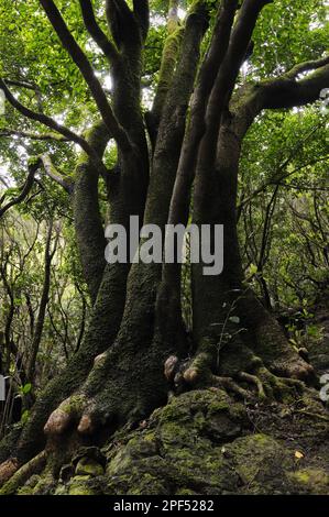 Troncs de laurel canari (Laurus canariensis), dans la forêt subtropicale humide de 'laurisilva', la Gomera, îles Canaries Banque D'Images