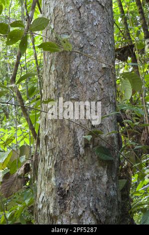 GreenHeart (Chlorocardium rodiei) gros plan du tronc, parmi la végétation de la forêt tropicale, forêt tropicale d'Iwokrama, Bouclier de Guyane, Guyana Banque D'Images