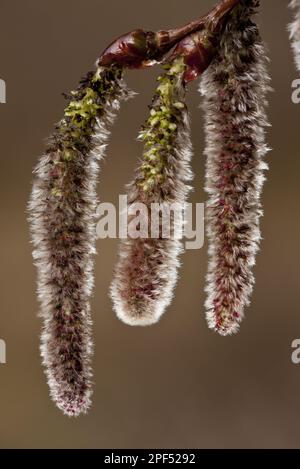 Peuplier argenté (Populus alba), peuplier blanc, abele, famille des saules, peuplier blanc gros plan des chatons, Espagne Banque D'Images