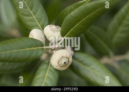 Holm Oak (Quercus ilex) gros plan d'acornes et de feuilles, Norfolk, Angleterre, Royaume-Uni Banque D'Images