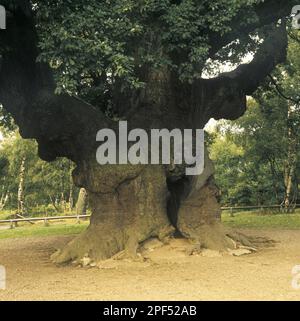 Chêne commun (Quercus robur) 'chêne de l'ancien arbre, gros plan du tronc, forêt de Sherwood, Notinghamshire, Angleterre, Royaume-Uni Banque D'Images