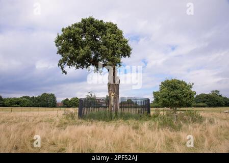 Chêne anglais (Quercus robur) 'son of the Royal Oak', descendant endommagé par la tempête du 'Royal Oak' original où le roi Charles II s'est caché en fuyant Banque D'Images